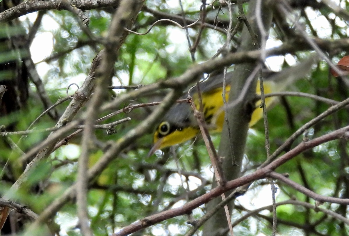 Canada Warbler - ML618685418