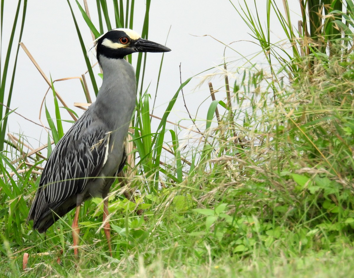 Yellow-crowned Night Heron - ML618685425