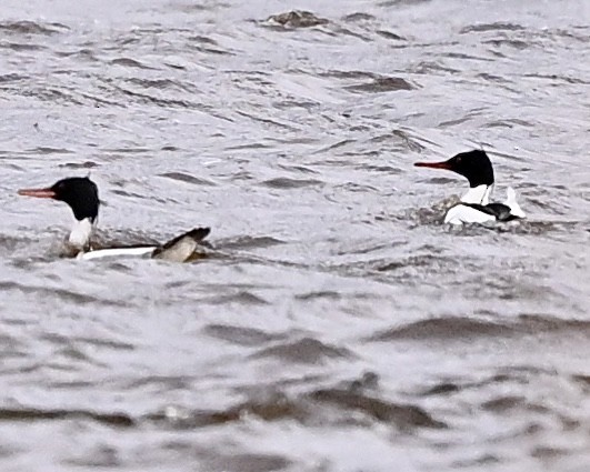 Common Merganser - Joe Wujcik