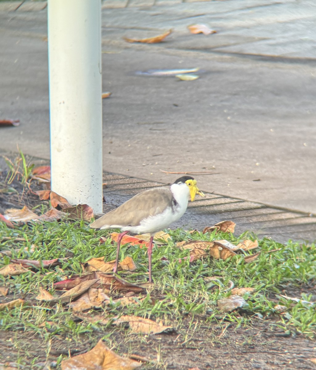 Masked Lapwing (Masked) - Maia Oliver