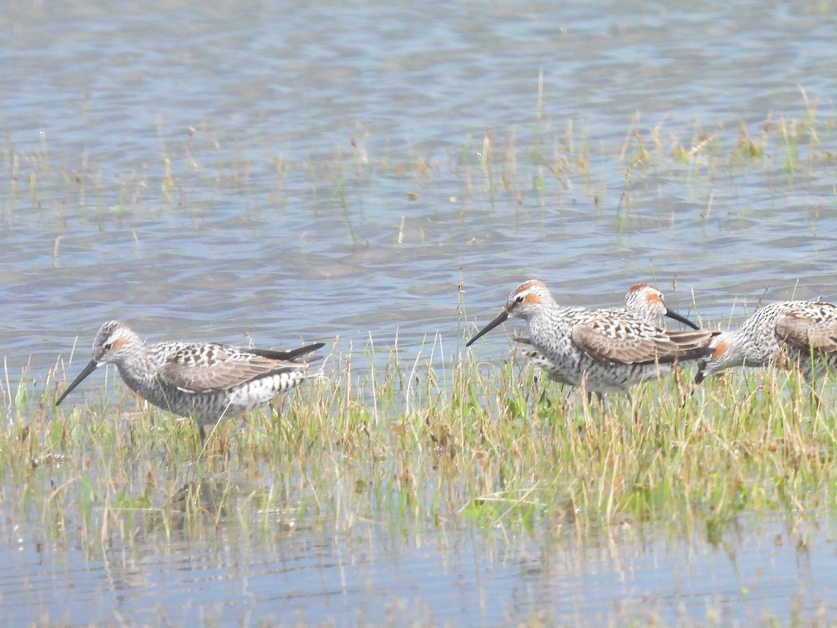 Stilt Sandpiper - ML618685448