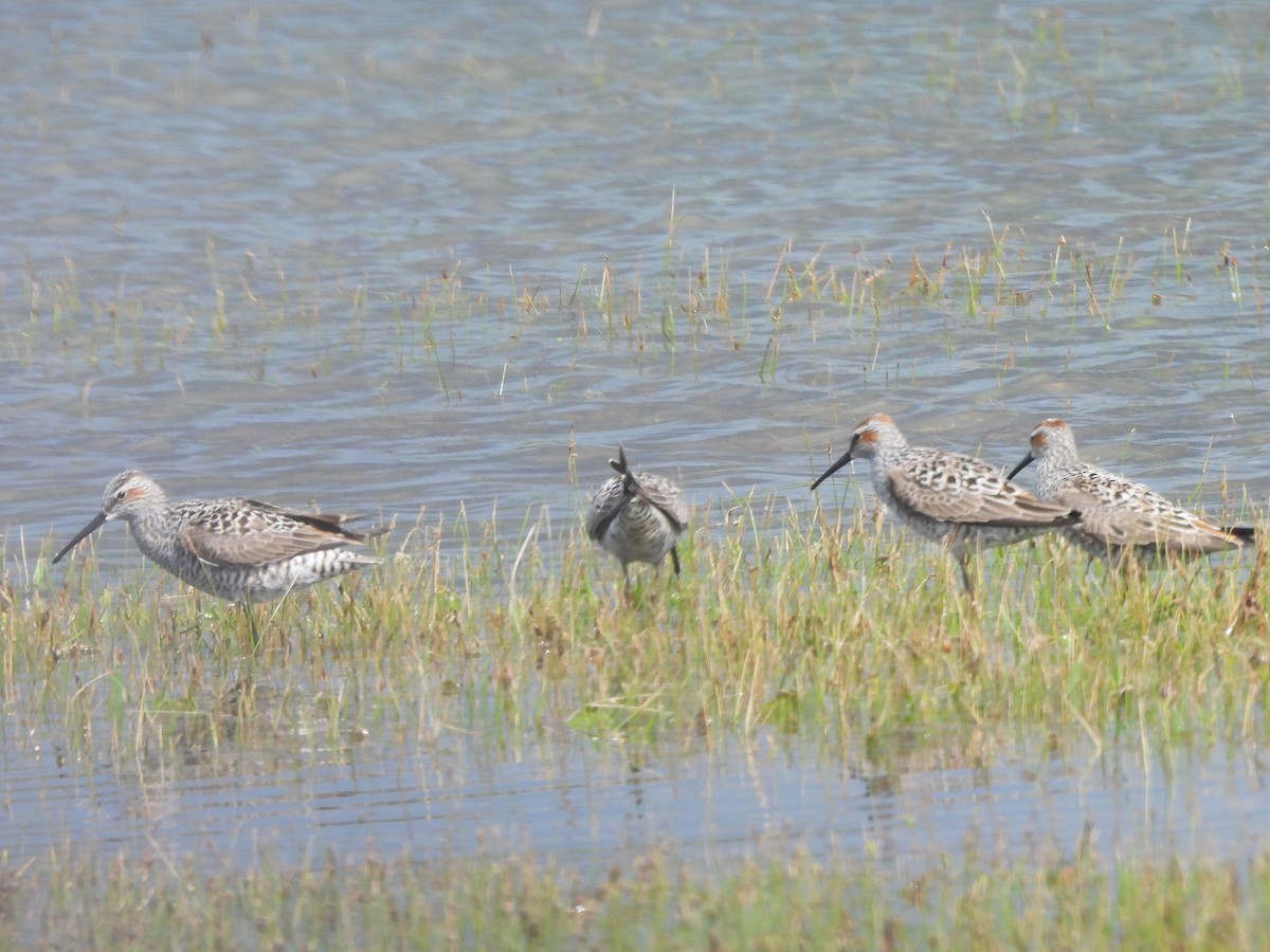 Stilt Sandpiper - ML618685449