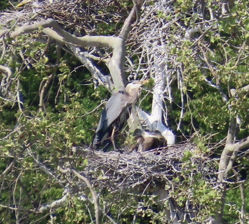 Great Blue Heron - Jim Rowoth