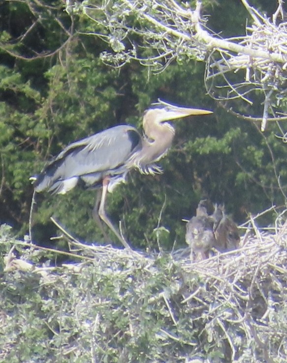 Great Blue Heron - Jim Rowoth