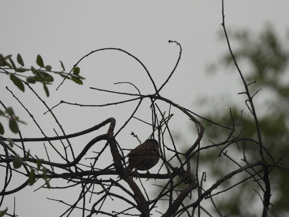 Golden-crowned Sparrow - ML618685497