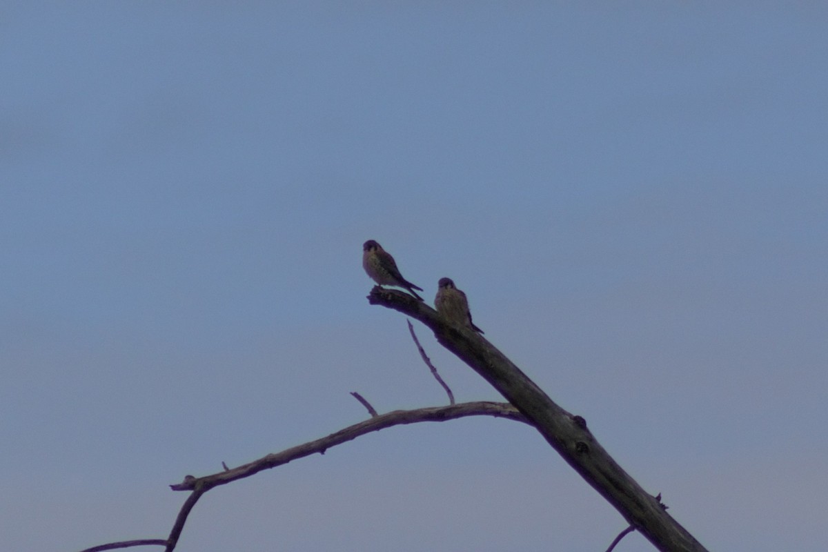 American Kestrel - ML618685500