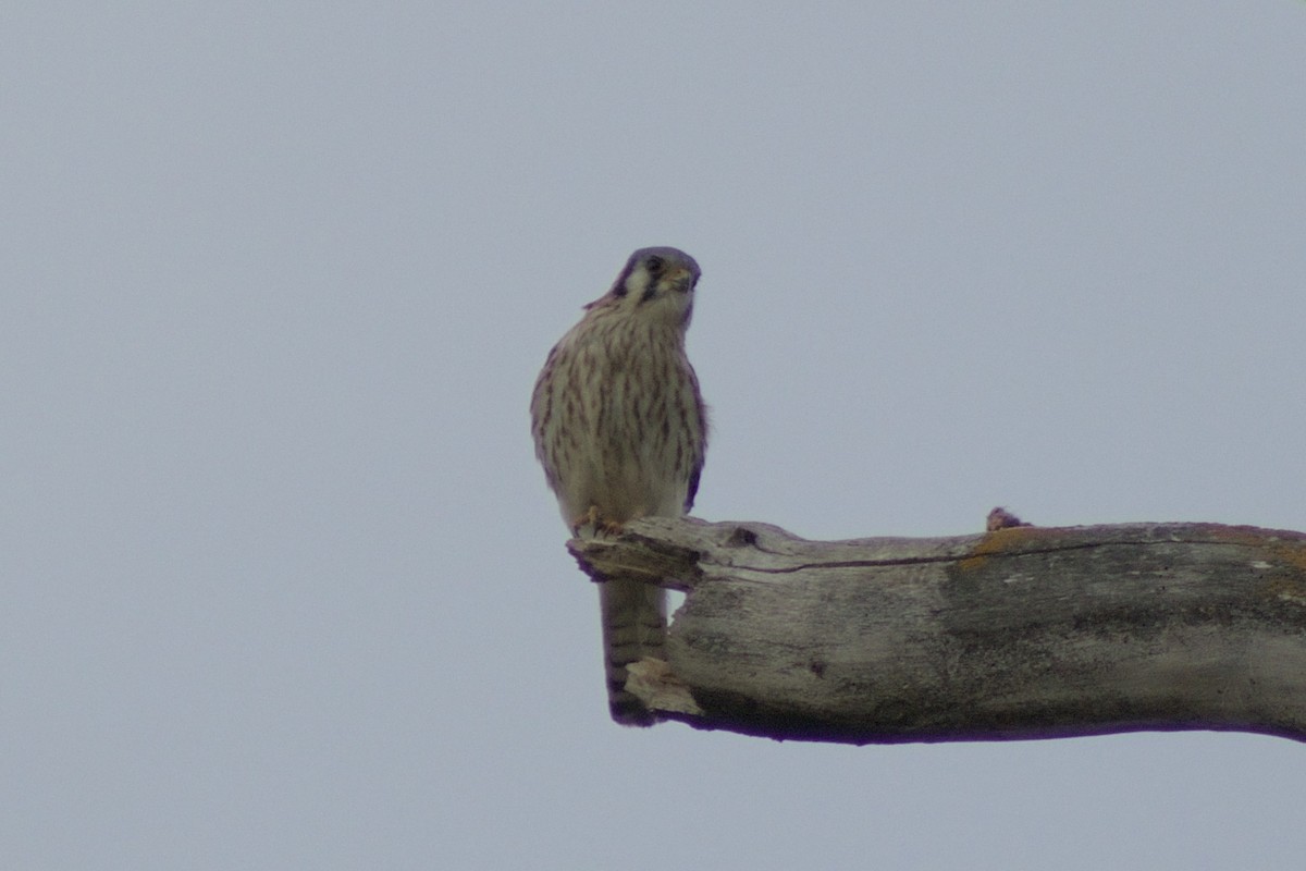 American Kestrel - ML618685502