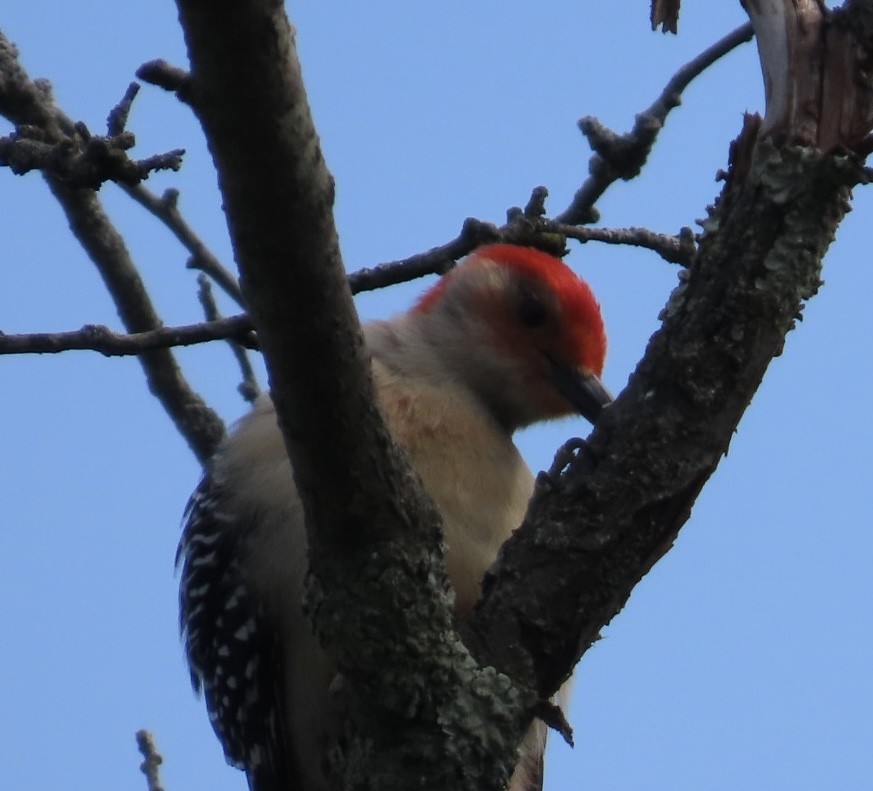 Red-bellied Woodpecker - ML618685503