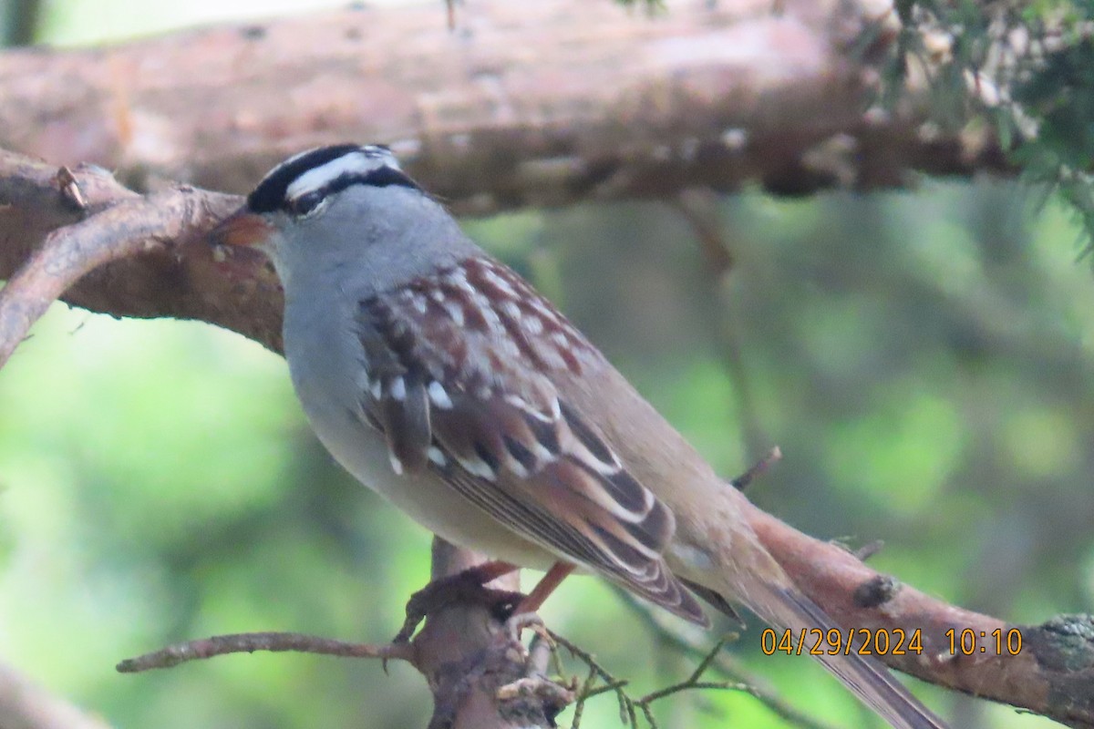 White-crowned Sparrow - ML618685509