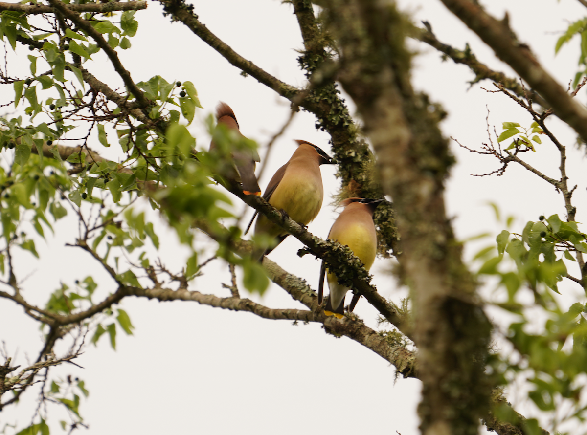 Cedar Waxwing - ML618685593