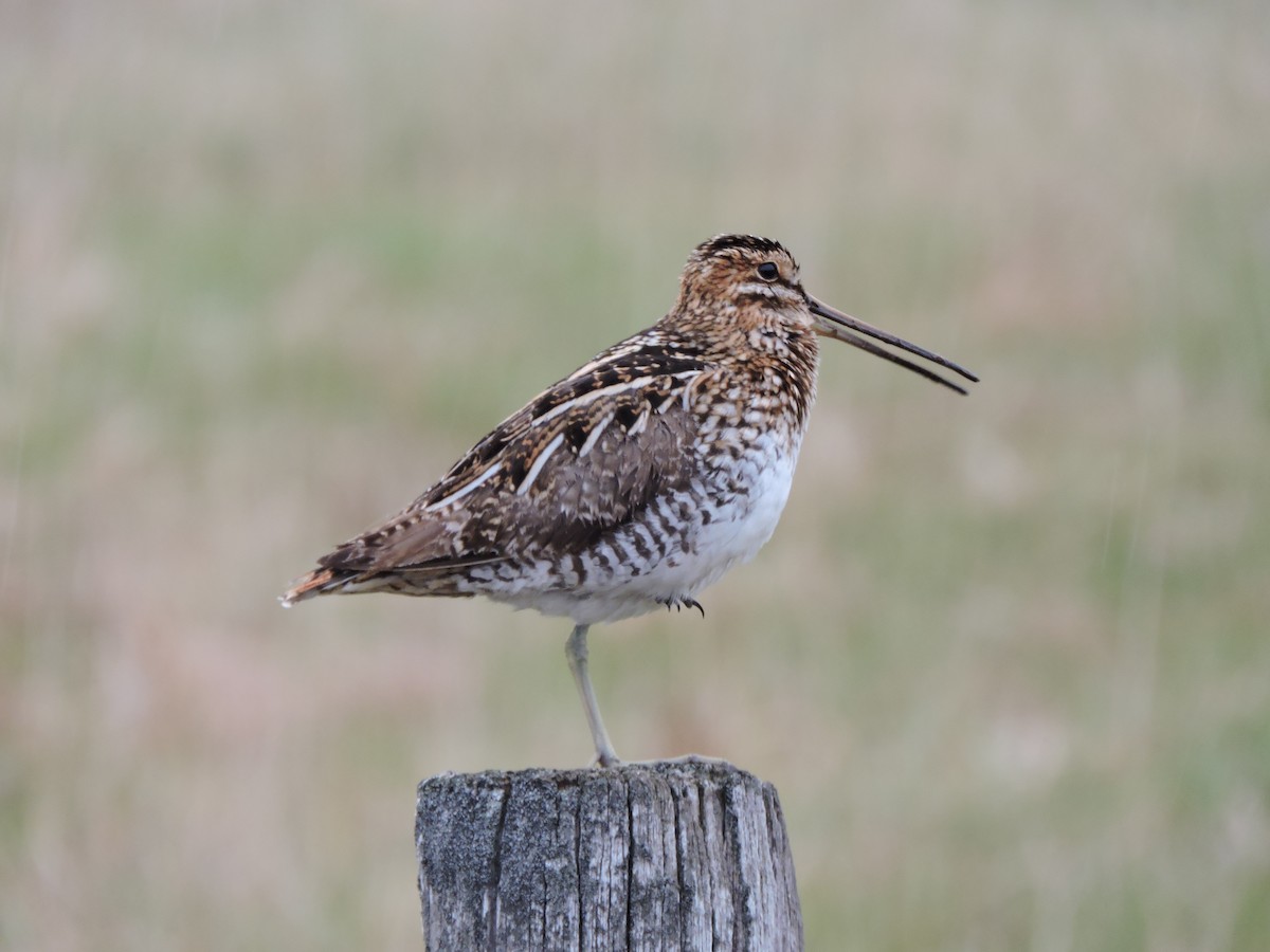 Wilson's Snipe - ML618685599