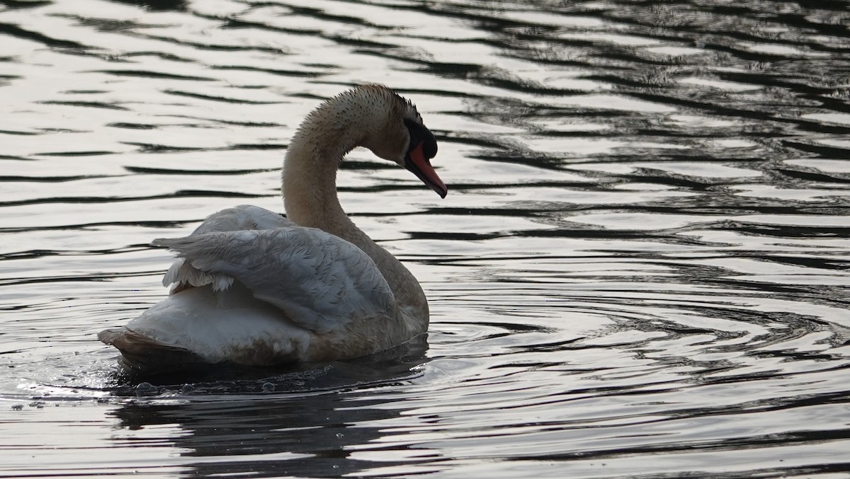 Cygne tuberculé - ML618685604