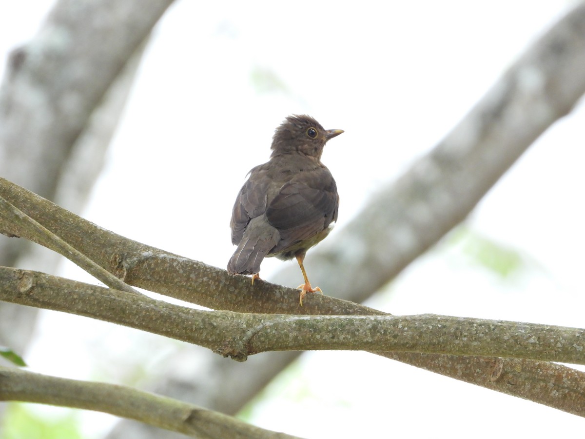 Clay-colored Thrush - Jose Fernando Sanchez O.