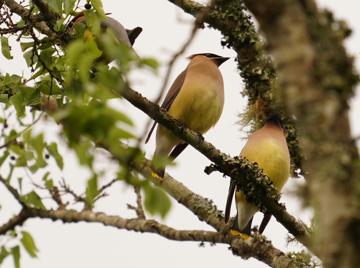 Cedar Waxwing - ML618685623