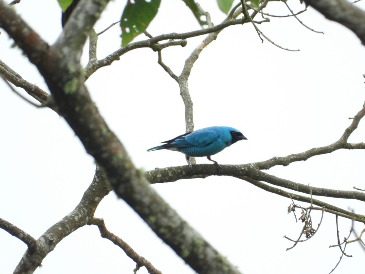 Swallow Tanager - Jose Fernando Sanchez O.