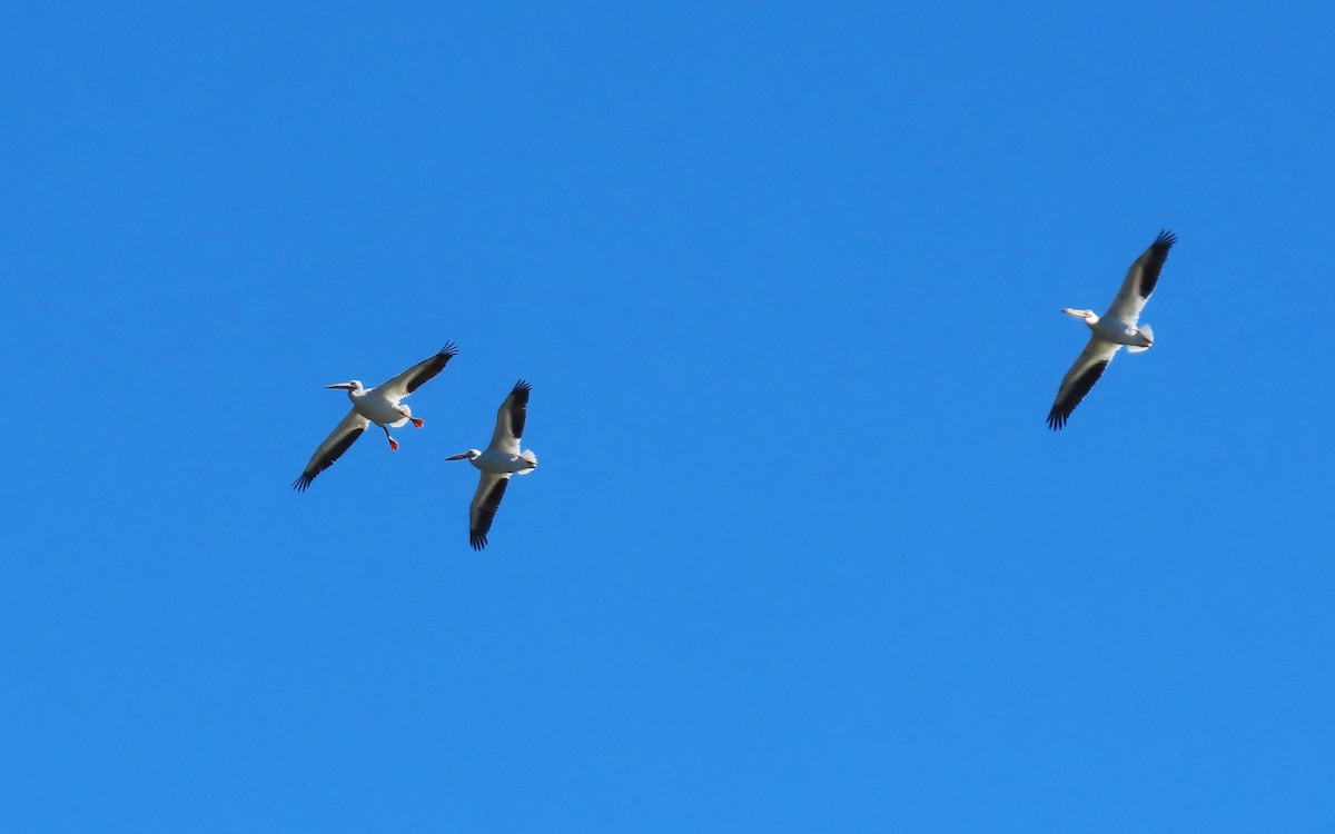 American White Pelican - ML618685646