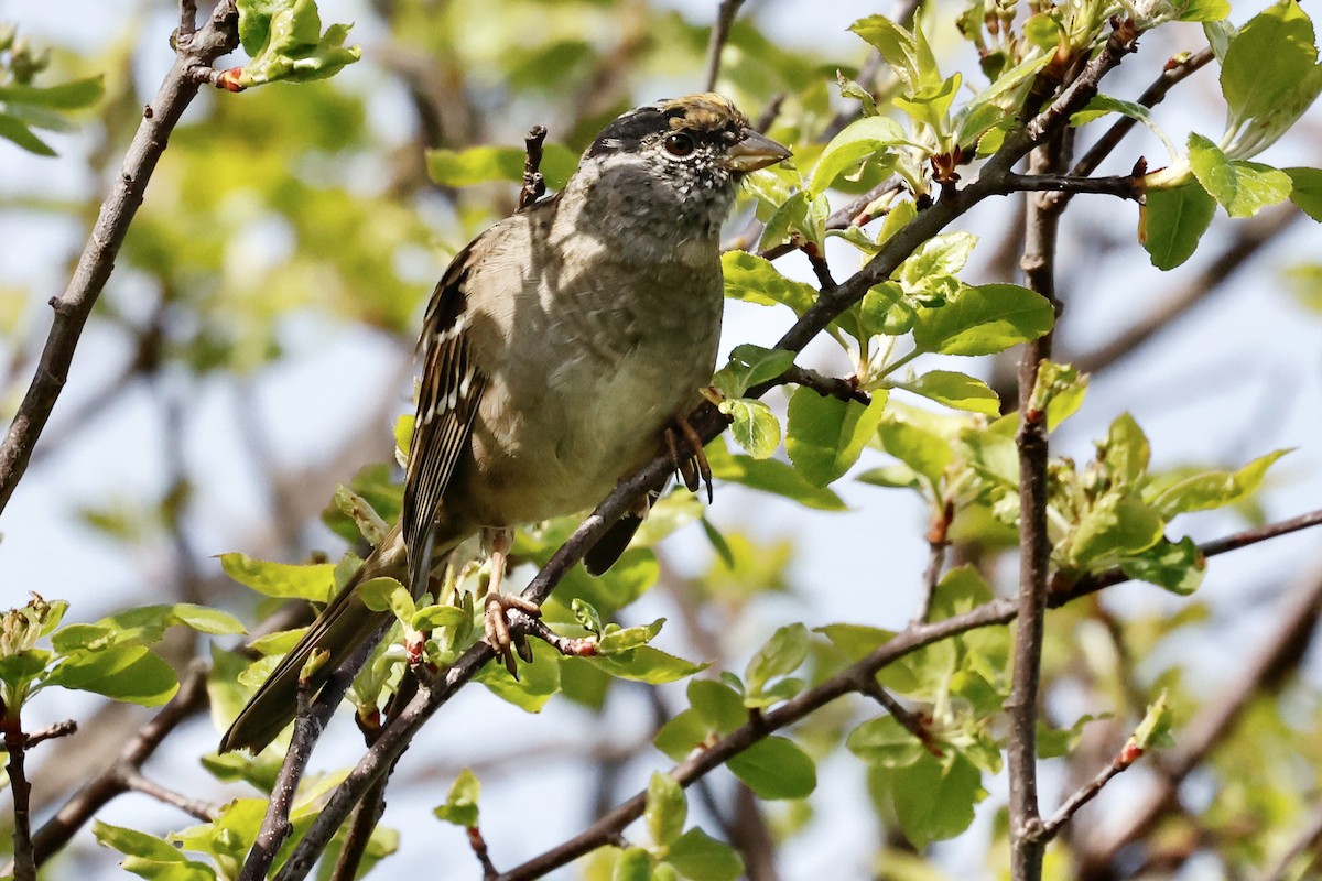 Golden-crowned Sparrow - ML618685657