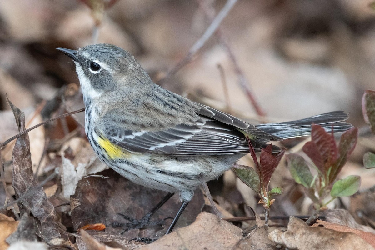 Yellow-rumped Warbler - ML618685660