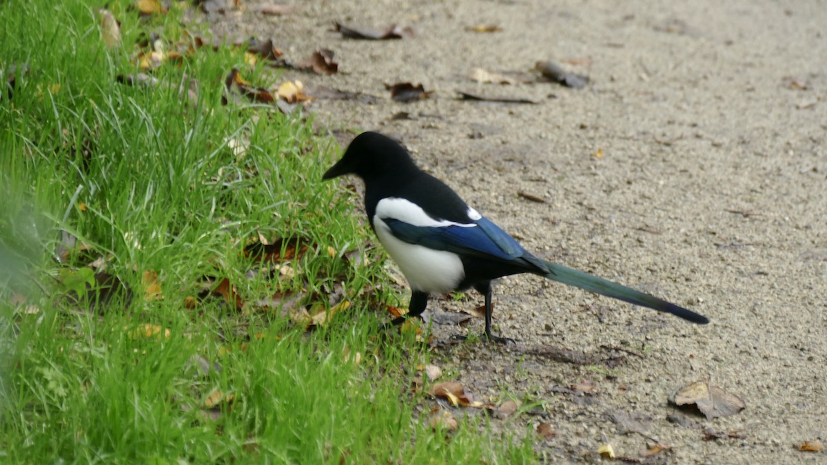 Eurasian Magpie - Quentin Brown