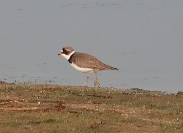 Semipalmated Plover - Jeff Manker