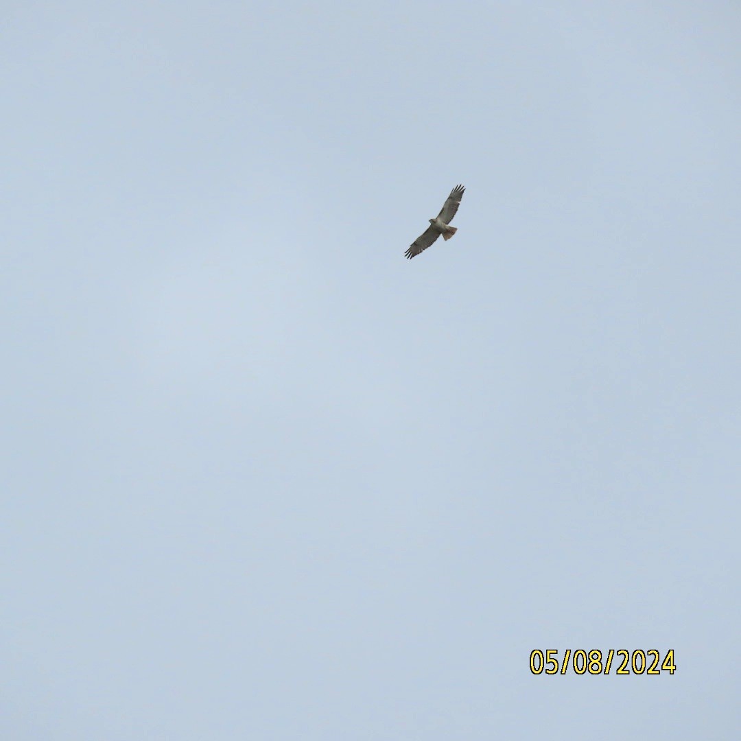 Red-tailed Hawk - Anonymous