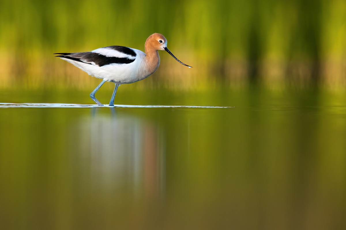 American Avocet - Kieran Barlow