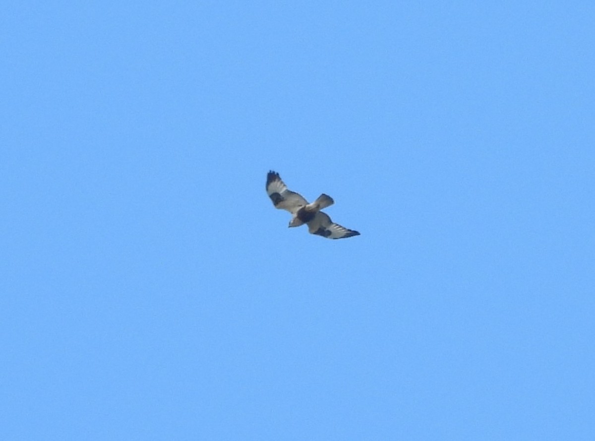 Rough-legged Hawk - ML618685707