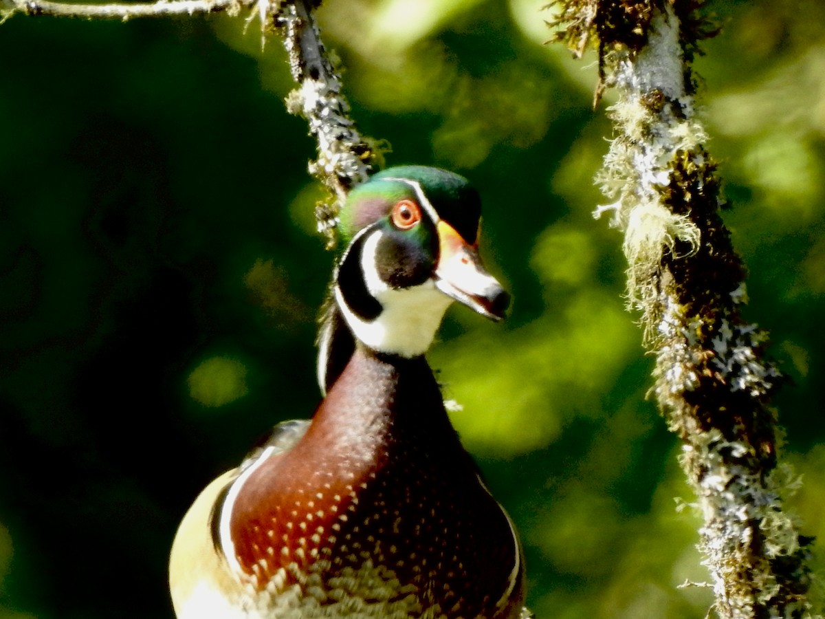 Wood Duck - ML618685730