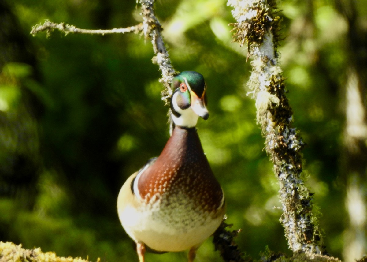 Wood Duck - ML618685760