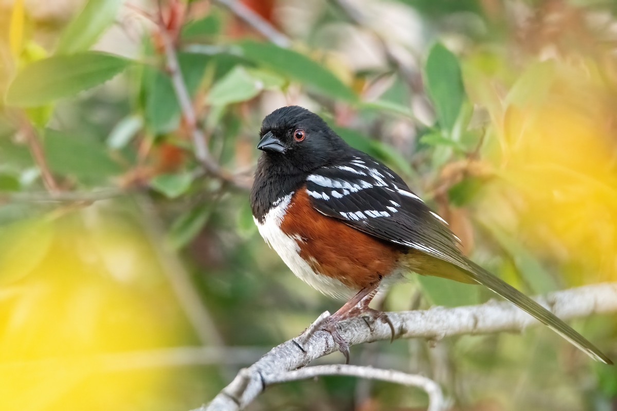 Spotted Towhee - Kieran Barlow