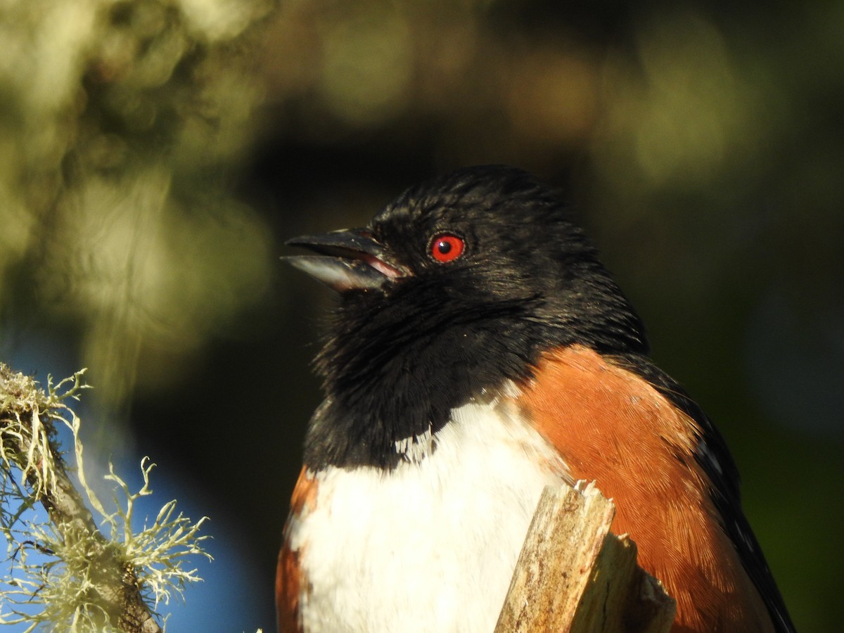 Spotted Towhee - ML618685802