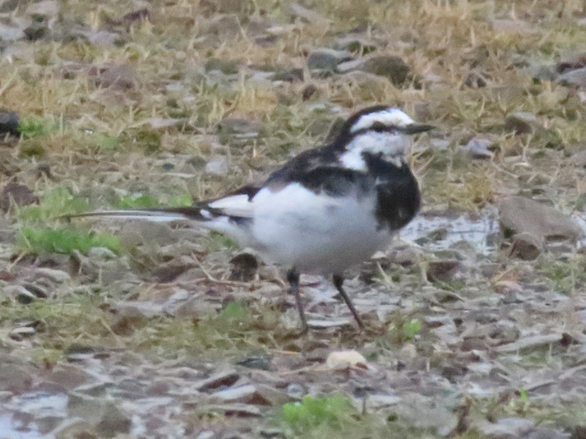 White Wagtail (Chinese) - Rita Souza