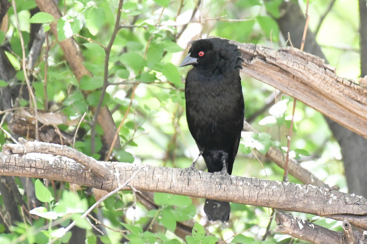 Bronzed Cowbird - Terry Rosenmeier