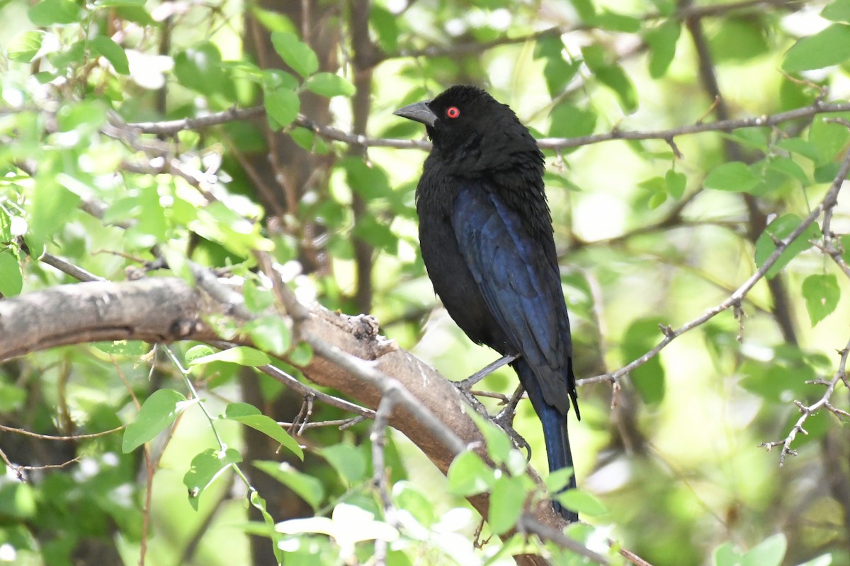 Bronzed Cowbird - ML618685814