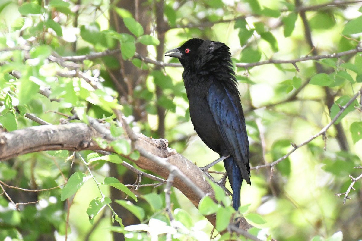 Bronzed Cowbird - ML618685815