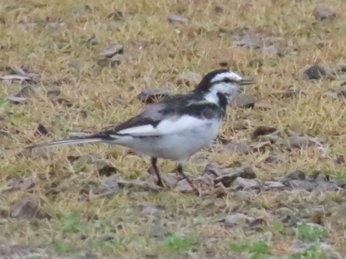 White Wagtail (Chinese) - Rita Souza