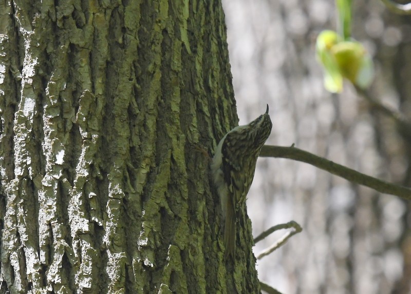 Brown Creeper - Doug Daniels