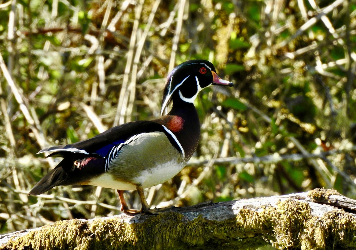 Wood Duck - Bart Valentine