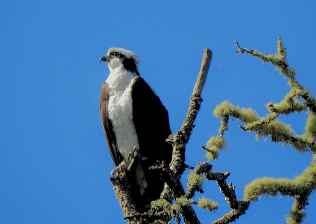 Osprey - ML618685865