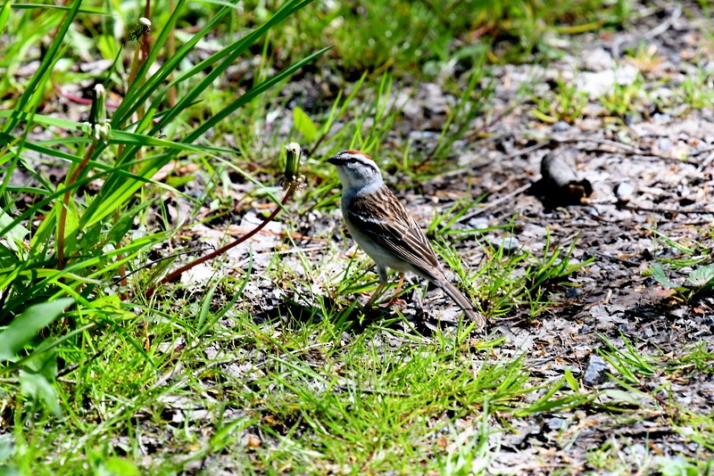 Chipping Sparrow - ML618685869