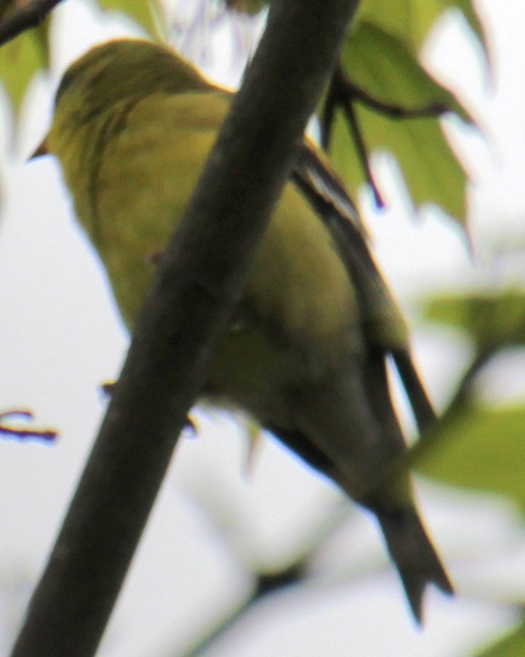 American Goldfinch - ML618685876