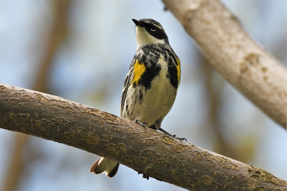 Yellow-rumped Warbler - Scott Clarke