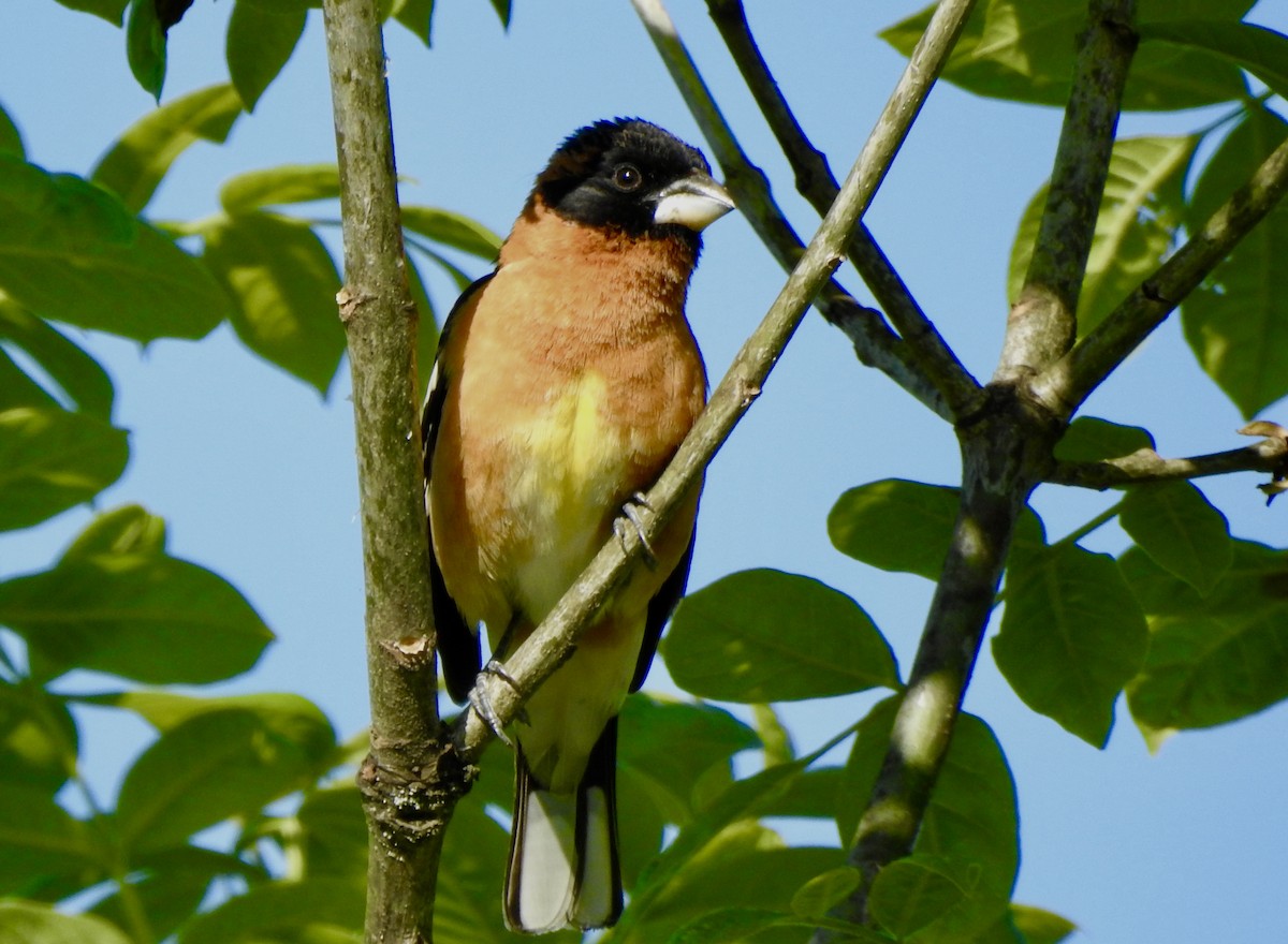 Black-headed Grosbeak - ML618685901