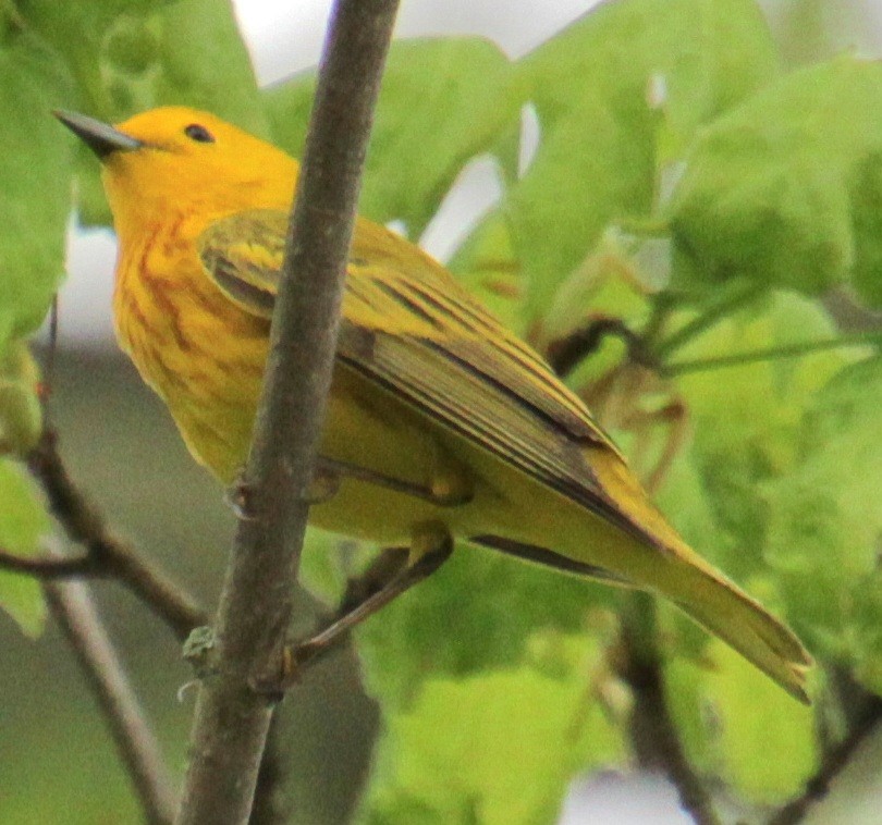 Yellow Warbler (Northern) - Samuel Harris