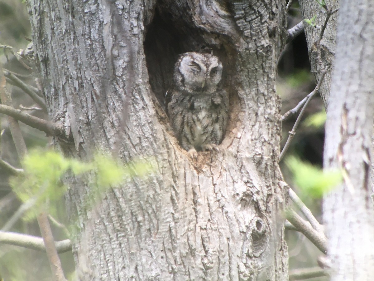 Eastern Screech-Owl - Dave Nutter