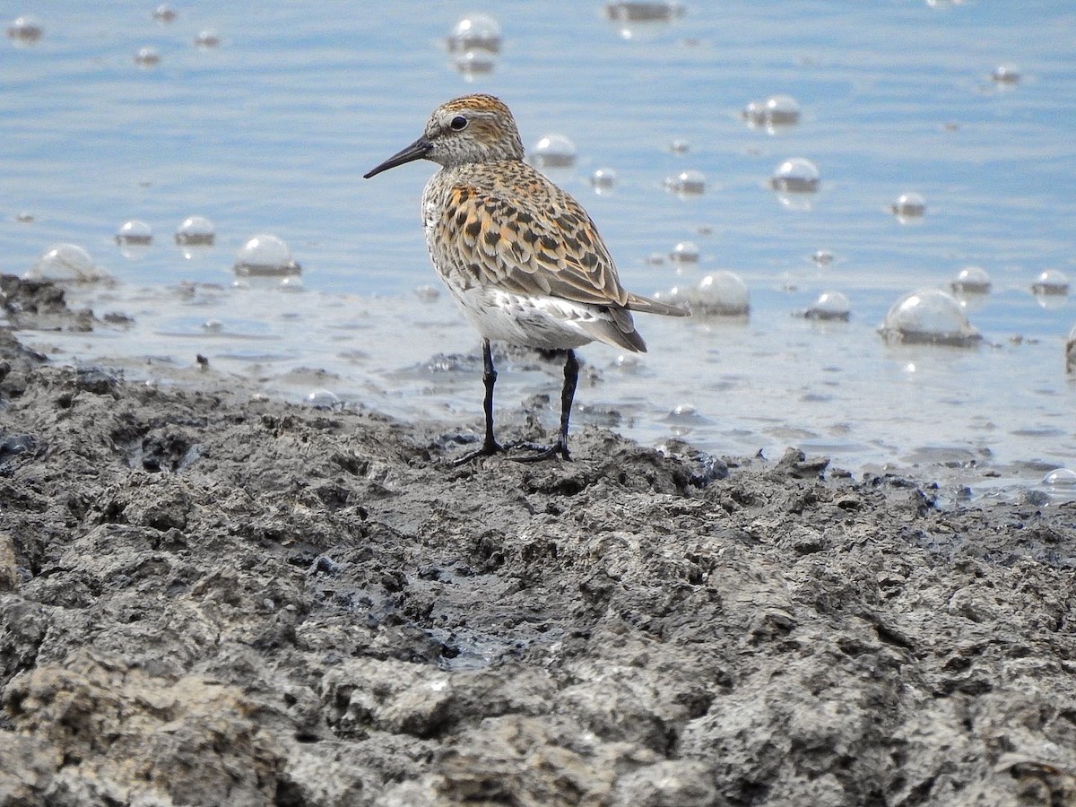 White-rumped Sandpiper - ML618685939