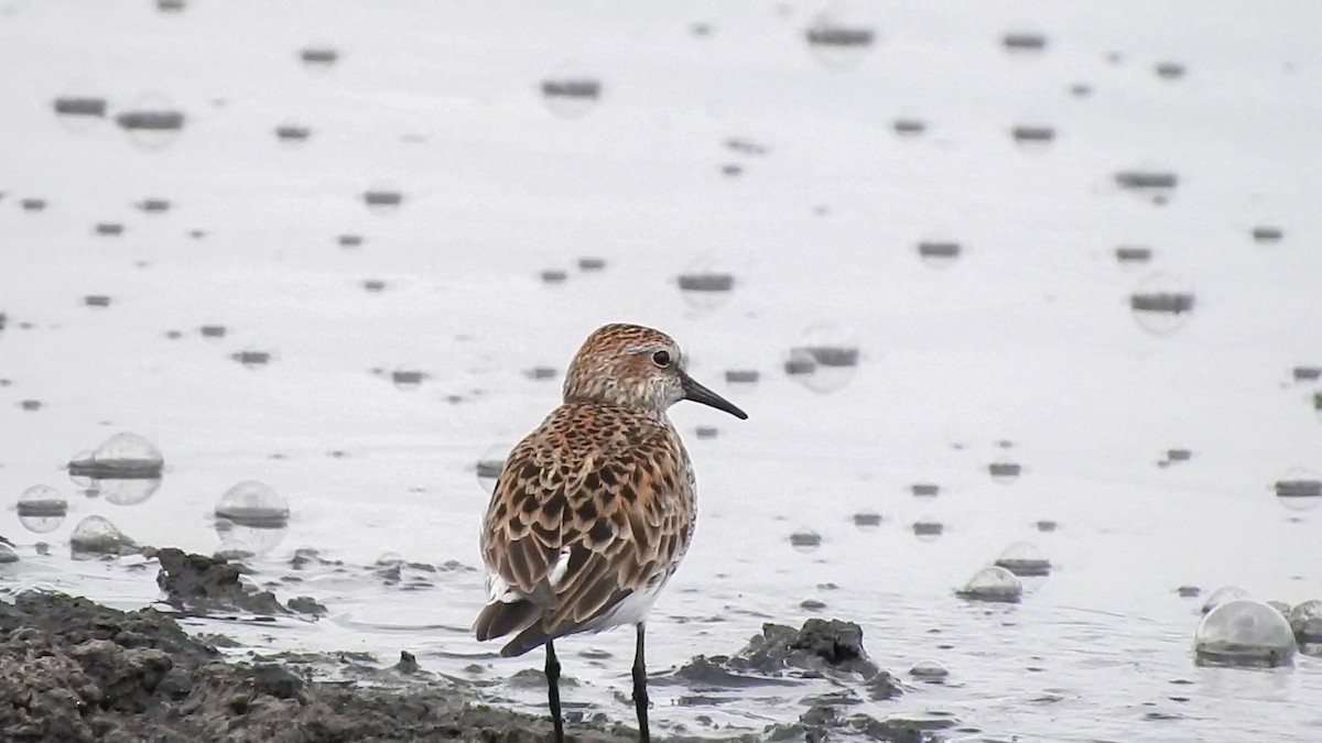 White-rumped Sandpiper - ML618685941