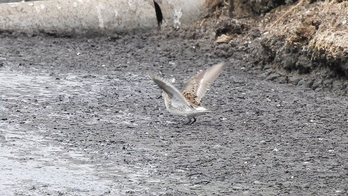 White-rumped Sandpiper - Fabian Torres