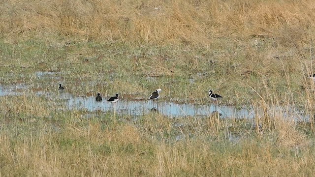 Black-necked Stilt - ML618685947