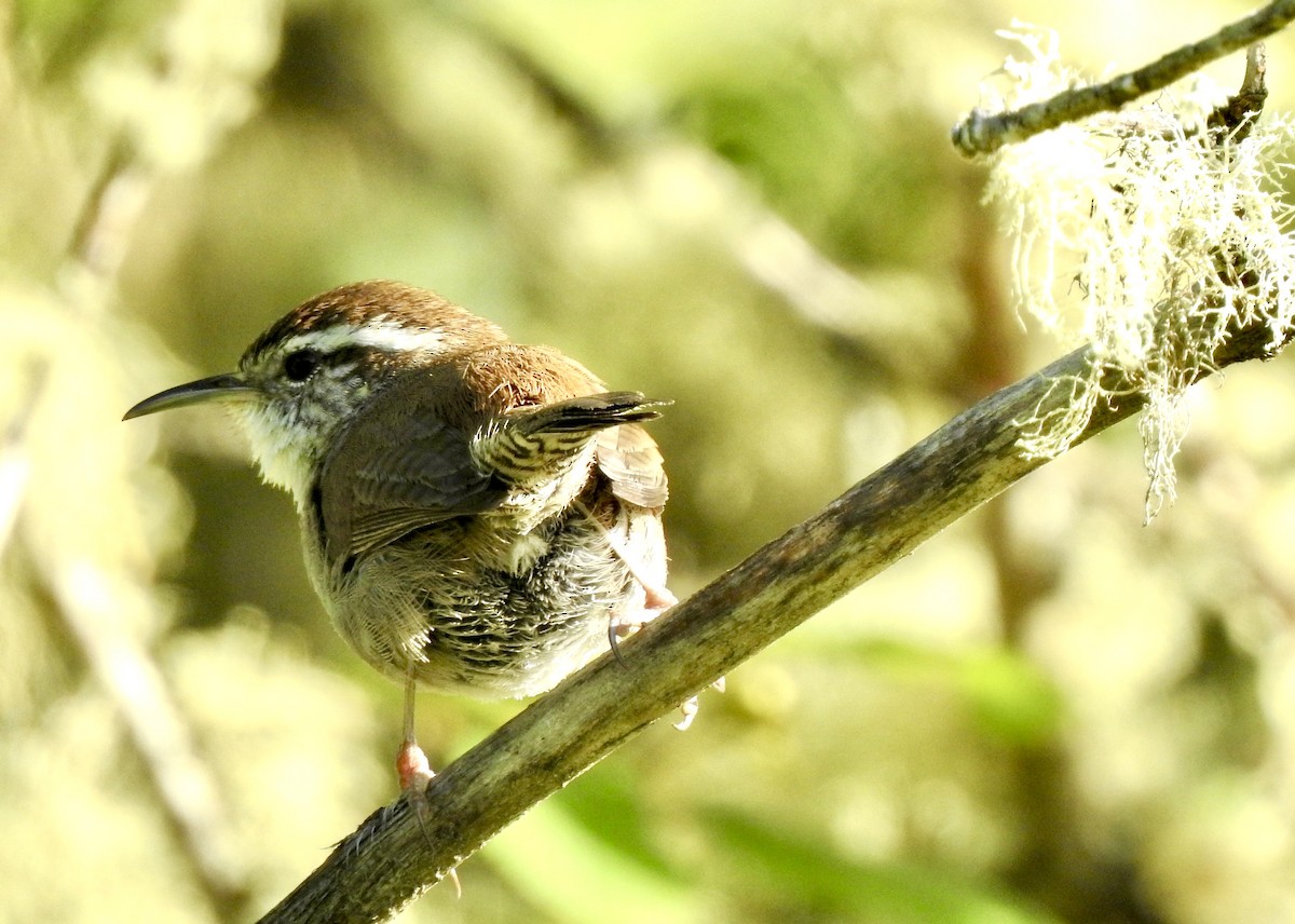 Bewick's Wren - Bart Valentine